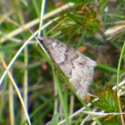 Dichromodes ainaria (A geometer or looper moth) at Mount Stuart, TAS - 7 Nov 2023 by VanessaC