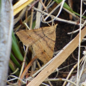 Parosteodes fictiliaria at West Hobart, TAS - 5 Nov 2023 04:00 PM