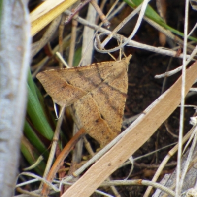 Unidentified Moth (Lepidoptera) at suppressed - 5 Nov 2023 by VanessaC