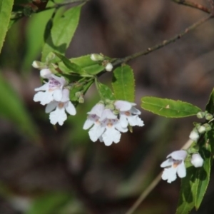 Prostanthera lasianthos at Upper Nepean - 7 Jan 2024