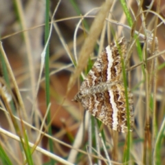 Unidentified Geometer moth (Geometridae) at Mount Stuart, TAS - 3 Apr 2023 by VanessaC