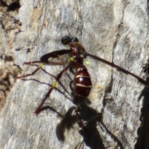 Daptolestes limbipennis at West Hobart, TAS - 10 Nov 2023 11:04 AM