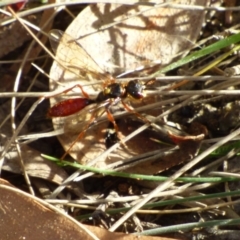 Apocrita (suborder) at West Hobart, TAS - 21 Nov 2023 by VanessaC