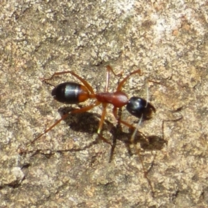 Camponotus consobrinus at Mount Stuart, TAS - 2 Feb 2024