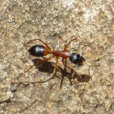 Camponotus consobrinus (Banded sugar ant) at Mount Stuart, TAS - 2 Feb 2024 by VanessaC