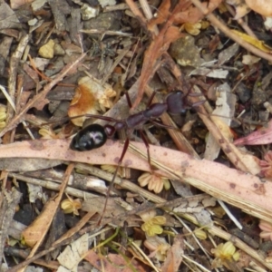 Myrmecia forficata at West Hobart, TAS - 4 Feb 2024