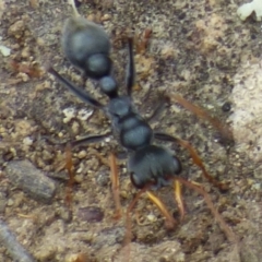 Myrmecia sp., pilosula-group (Jack jumper) at Mount Stuart, TAS - 20 Dec 2023 by VanessaC