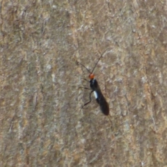 Braconidae (family) at Mount Stuart, TAS - 13 Feb 2024 by VanessaC