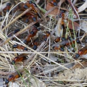 Camponotus consobrinus at Mount Stuart, TAS - 21 Feb 2024