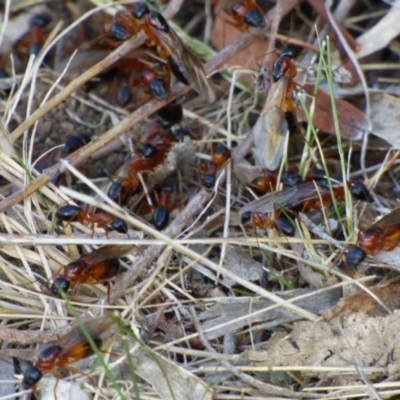 Unidentified Ant (Hymenoptera, Formicidae) at Mount Stuart, TAS - 21 Feb 2024 by VanessaC