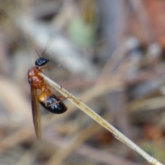 Camponotus consobrinus at Mount Stuart, TAS - 21 Feb 2024 04:43 PM