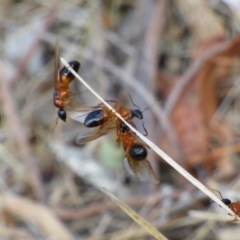 Camponotus consobrinus at Mount Stuart, TAS - 21 Feb 2024 04:43 PM