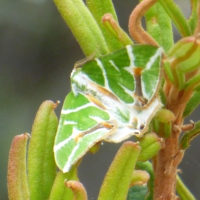 Chlorodes boisduvalaria at Sloping Main, TAS - 25 Feb 2024 by VanessaC