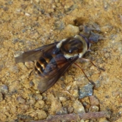 Apis mellifera at Wellington Park, TAS - 24 Jan 2024 by VanessaC