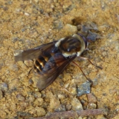 Unidentified Bee (Hymenoptera, Apiformes) at Wellington Park, TAS - 24 Jan 2024 by VanessaC