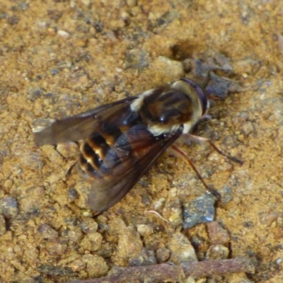 Unidentified Bee (Hymenoptera, Apiformes) at suppressed - 24 Jan 2024 by VanessaC