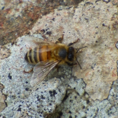 Apis mellifera (European honey bee) at West Hobart, TAS - 15 Dec 2023 by VanessaC