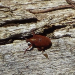 Unverified Beetle (Coleoptera) at West Hobart, TAS - 10 Nov 2023 by VanessaC