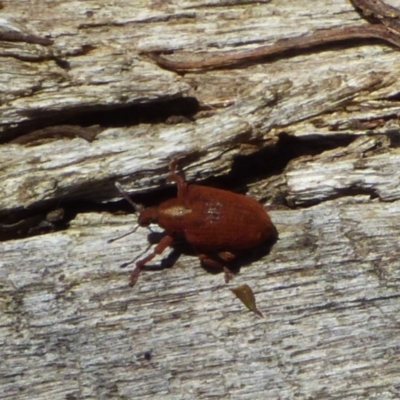 Unverified Beetle (Coleoptera) at West Hobart, TAS - 10 Nov 2023 by VanessaC