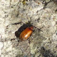 Ecnolagria grandis (Honeybrown beetle) at Mount Stuart, TAS - 24 Nov 2023 by VanessaC