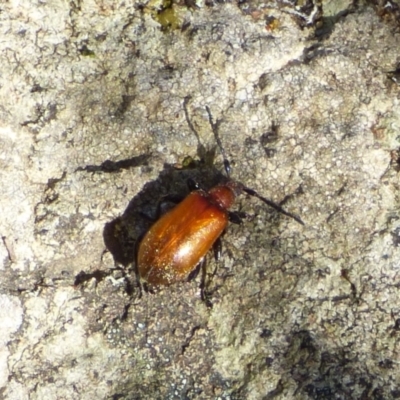 Ecnolagria grandis (Honeybrown beetle) at Mount Stuart, TAS - 24 Nov 2023 by VanessaC