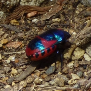 Choerocoris paganus at Mount Stuart, TAS - 2 Dec 2023 02:44 PM