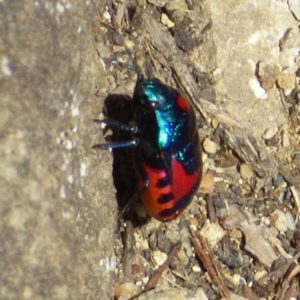 Choerocoris paganus at Mount Stuart, TAS - 2 Dec 2023 02:44 PM