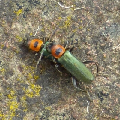 Chauliognathus sp. (genus) (Soldier beetle) at West Hobart, TAS - 2 Dec 2023 by VanessaC