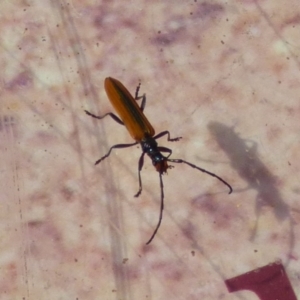 Stenoderus suturalis at Mount Stuart, TAS - 3 Dec 2023 04:10 PM