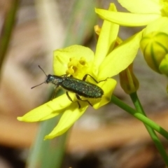 Eleale aspera (Clerid beetle) at Mount Stuart, TAS - 5 Dec 2023 by VanessaC