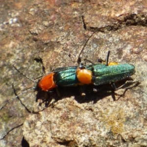 Chauliognathus sp. (genus) at West Hobart, TAS - 5 Jan 2024