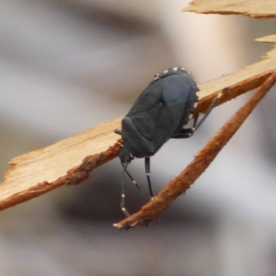 Notius depressus (Shield bug) at West Hobart, TAS - 26 Jan 2024 by VanessaC