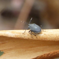 Notius depressus at West Hobart, TAS - 26 Jan 2024