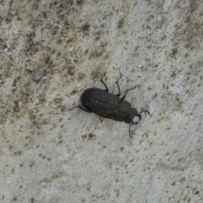 Ceratognathus sp. (a stag beetle) at West Hobart, TAS - 29 Jan 2024 by VanessaC