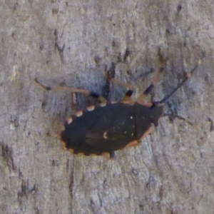 Anischys sp. (genus) at West Hobart, TAS - 30 Jan 2024