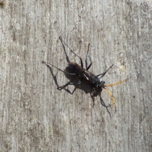 Fabriogenia sp. (genus) at West Hobart, TAS - 9 Feb 2024