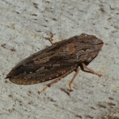 Stenocotis depressa (Leafhopper) at West Hobart, TAS - 9 Jan 2024 by VanessaC