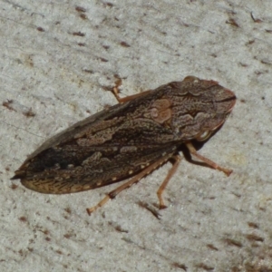 Stenocotis depressa at West Hobart, TAS - 9 Jan 2024 04:43 PM