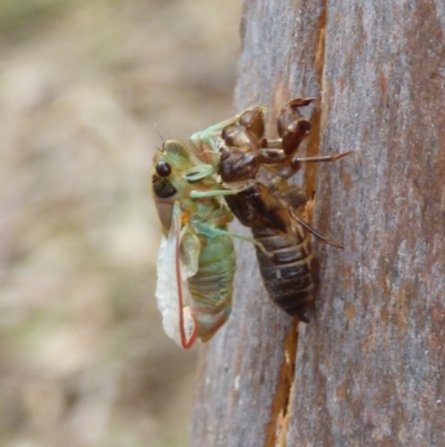 Cicadettini sp. (tribe) (Cicada) at West Hobart, TAS - 22 Dec 2023 by VanessaC