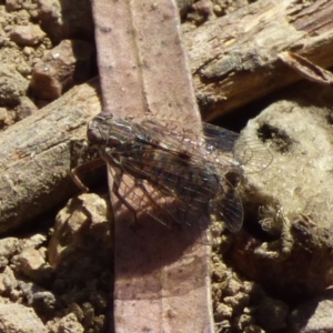 Salona sp. at West Hobart, TAS - 9 Feb 2024