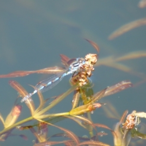 Austrolestes annulosus at Lorinna, TAS - 3 Dec 2022 11:26 AM