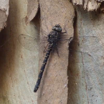 Austroaeschna parvistigma (Swamp Darner) at West Hobart, TAS - 25 Jan 2024 by VanessaC