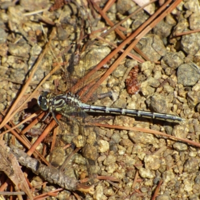 Austrogomphus guerini (Yellow-striped Hunter) at Risdon, TAS - 10 Feb 2023 by VanessaC