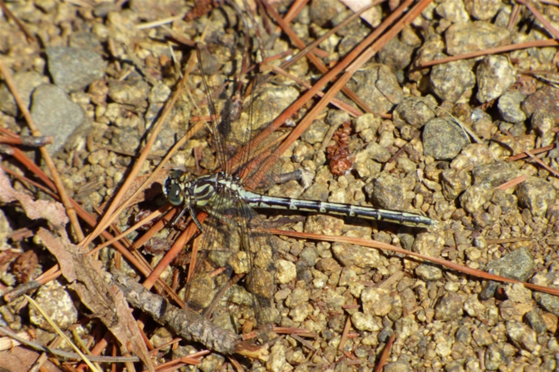 Austrogomphus guerini at Risdon, TAS - 10 Feb 2023 03:17 PM