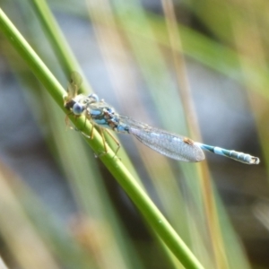 Austrolestes annulosus at Huntingfield, TAS - 15 Feb 2023