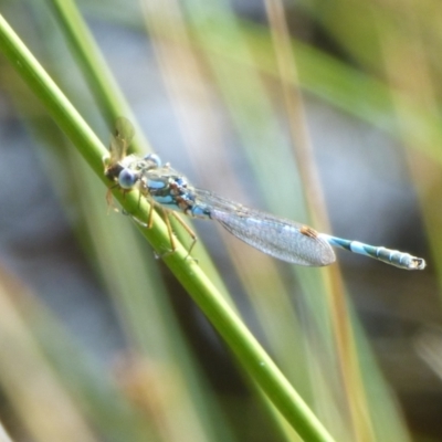 Austrolestes annulosus (Blue Ringtail) at Huntingfield, TAS - 15 Feb 2023 by VanessaC