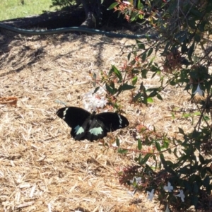 Papilio aegeus at Nanima, NSW - 23 Mar 2024 09:42 AM