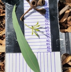Eucalyptus sideroxylon subsp. sideroxylon at Deakin, ACT - 23 Mar 2024