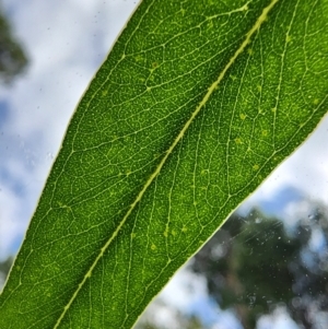 Eucalyptus sideroxylon subsp. sideroxylon at Deakin, ACT - 23 Mar 2024