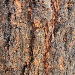 Eucalyptus sideroxylon subsp. sideroxylon at Deakin, ACT - 23 Mar 2024